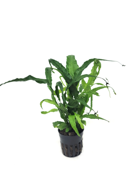 Bolbitis heteroclita long tails - potted