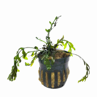 Bolbitis heudelotii - potted