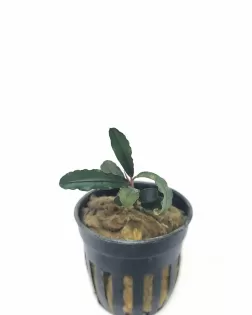 Bucephalandra artemis - potted