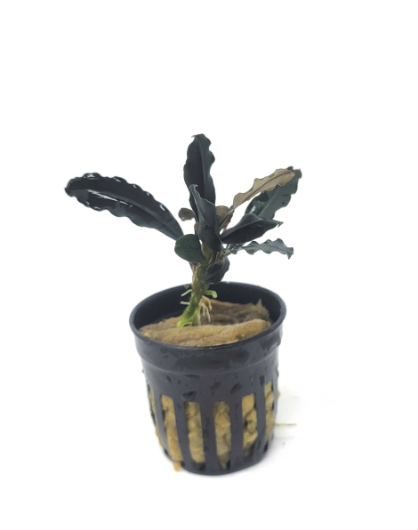 Bucephalandra rainbow marble - potted