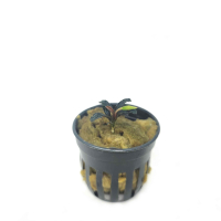 Bucephalandra boyan mini narrow - potted