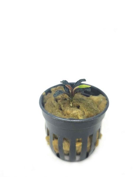Bucephalandra boyan mini narrow - potted