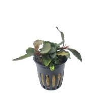 Bucephalandra brownie blue - potted