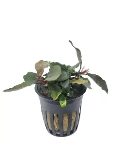 Bucephalandra brownie blue - potted