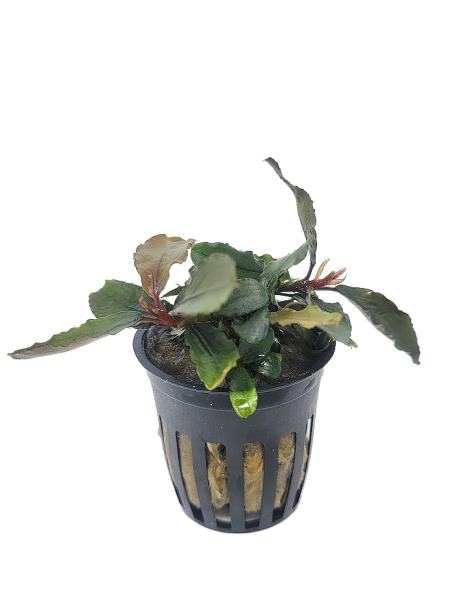 Bucephalandra brownie blue - potted