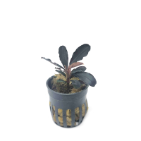 Bucephalandra brownie purple - potted