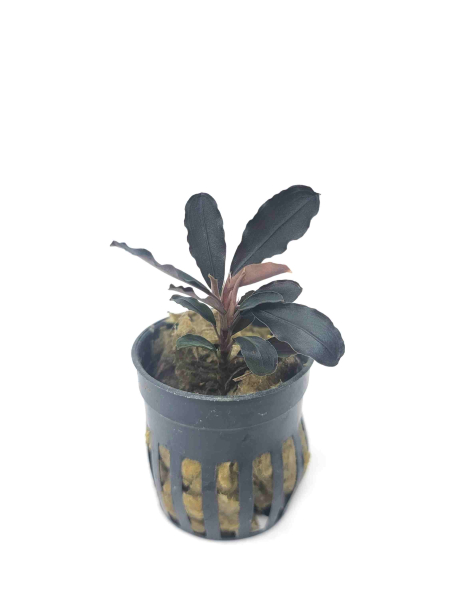 Bucephalandra brownie purple - potted