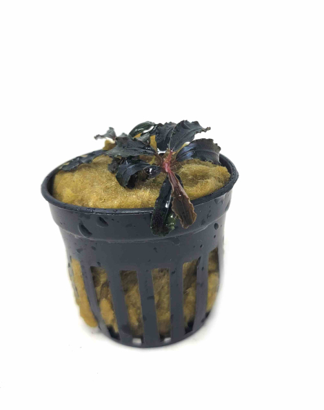Bucephalandra godzilla (kedagang red) - potted