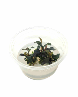 Bucephalandra brownie ghost ulu kapus - tissue culture
