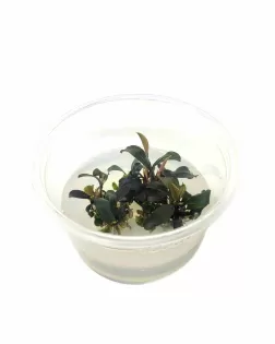 Bucephalandra brownie ghost ulu kapus - tissue culture