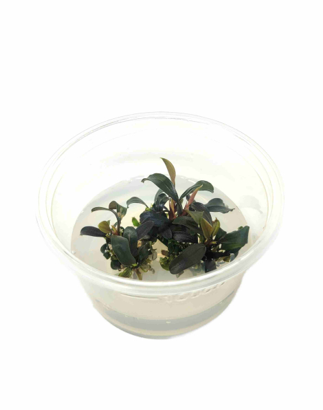 Bucephalandra brownie ghost ulu kapus - tissue culture