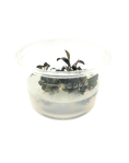 Bucephalandra brownie ghost ulu kapus - tissue culture