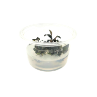 Bucephalandra brownie ghost ulu kapus - tissue culture
