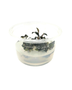 Bucephalandra brownie ghost ulu kapus - tissue culture