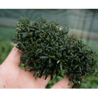Bucephalandra 'Mini Catherine' - potted