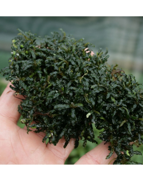 Bucephalandra 'Mini Catherine' - potted