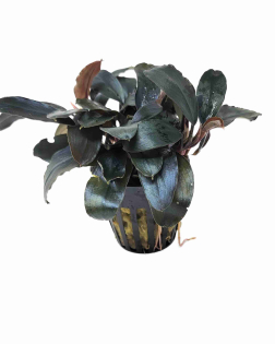 Bucephalandra Theia - potted