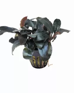 Bucephalandra Theia - potted