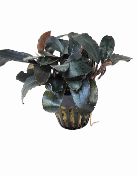 Bucephalandra Theia - potted