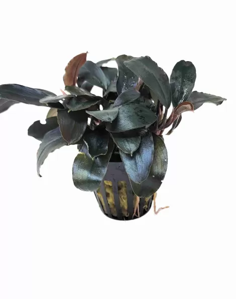 Bucephalandra Theia - potted