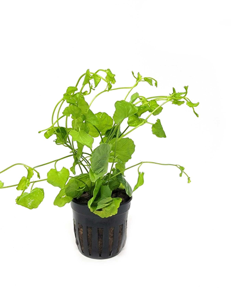 Cardamine lyrata - potted