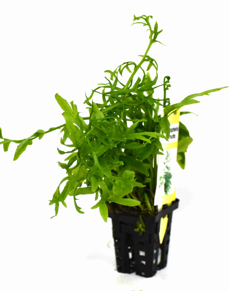 Ceratopteris cornuta (thick leaves) - potted