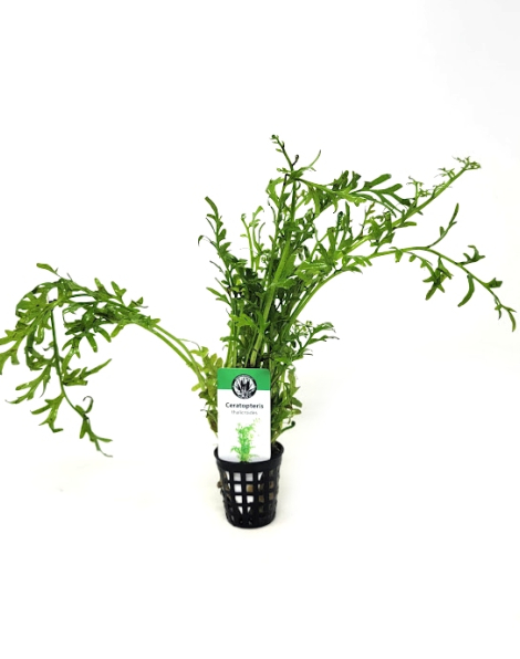 Ceratopteris thalictroides - potted