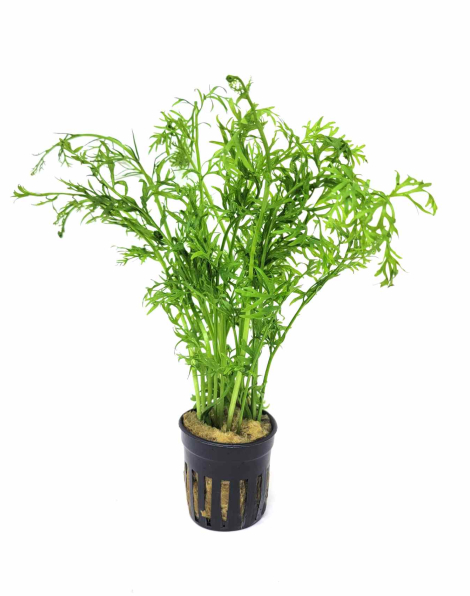 Ceratopteris siliquosa - potted
