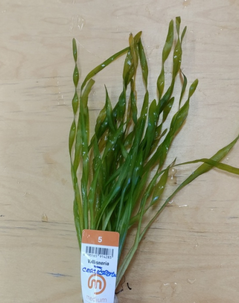 Vallisneria corkscrew - potted