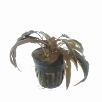 Cryptocoryne affinis red - potted