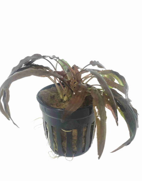 Cryptocoryne affinis red - potted