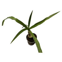 Crinum thaianum - potted
