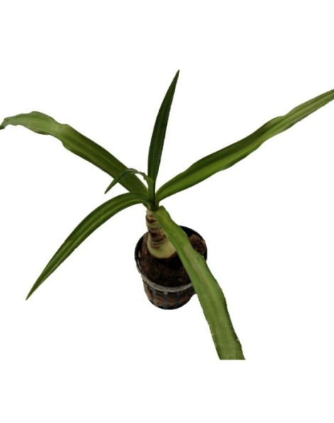Crinum thaianum - potted