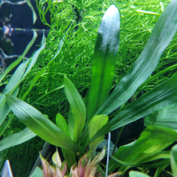 Cryptocoryne albida green - potted