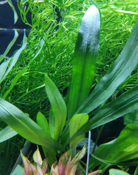 Cryptocoryne albida green - potted