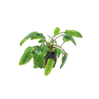 Cryptocoryne wendtii 'Green Gecko' - potted