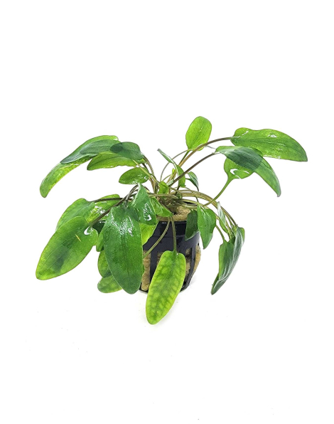 Cryptocoryne wendtii 'Green Gecko' - potted