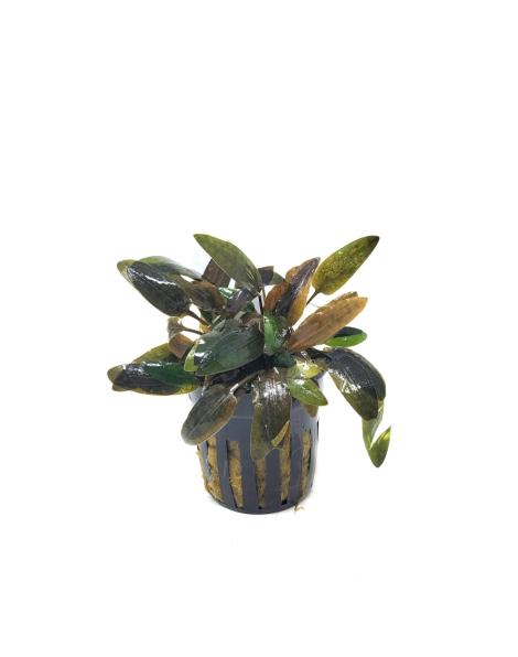 Cryptocoryne wendtii Indonesia - potted