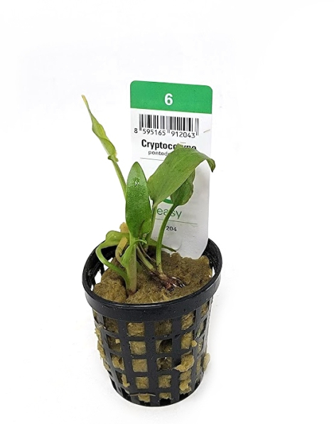 Cryptocoryne pontederiifolia  - potted