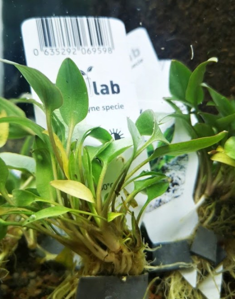 Cryptocoryne wendtii 'Red' - potted