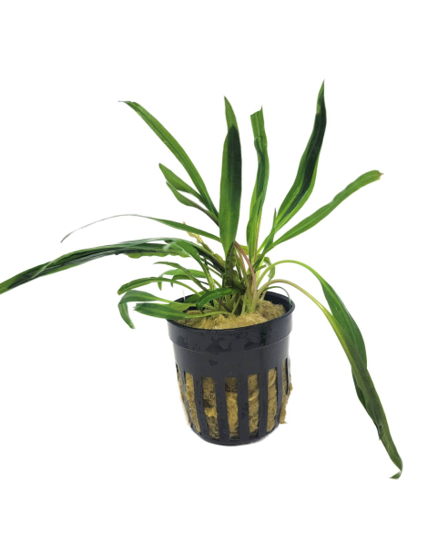 Cryptocoryne balansae  - potted