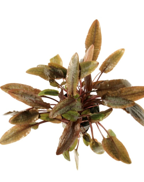 Cryptocoryne wendtii 'Brown' - potted