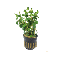 Rotala 'Ceylon' - potted