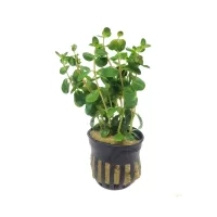 Rotala 'Ceylon' - potted