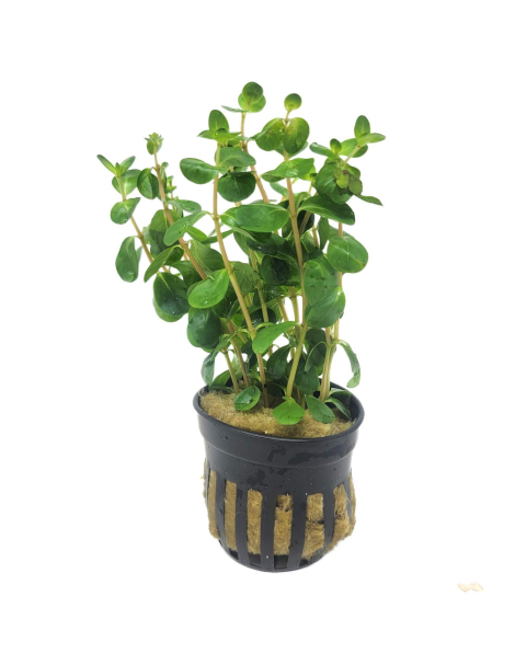 Rotala 'Ceylon' - potted