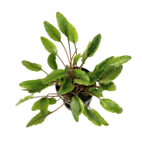 Cryptocoryne wendtii 'Green' - potted