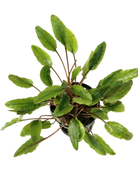 Cryptocoryne wendtii 'Green' - potted