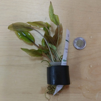Cryptocoryne hudoroi - potted