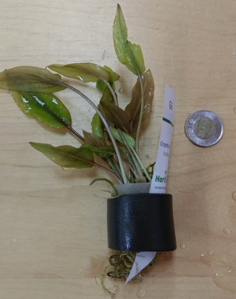 Cryptocoryne hudoroi - potted