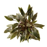 Cryptocoryne wendtii 'Kompakt' - potted